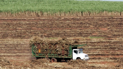 Conab reduz previsão de produção de açúcar e moagem de cana do Brasil