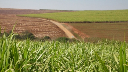 Safra de cana-de-açúcar tem produtividade dos canaviais e qualidade da matéria-prima superiores em julho na maioria das regiões do Centro-Sul, mostra CTC