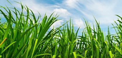 A microbiologia do solo e a eficiência na produtividade do cultivo de cana-de-açúcar 