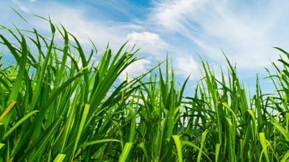 A microbiologia do solo e a eficiência na produtividade do cultivo de cana-de-açúcar 
