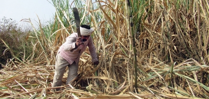 Índia eleva preço da cana em 5,2%; usinas demandam alta para açúcar