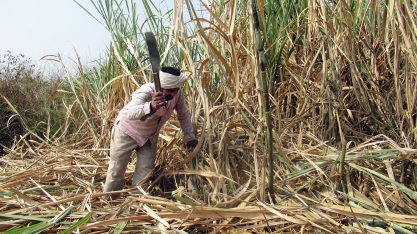 Índia eleva preço da cana em 5,2%; usinas demandam alta para açúcar