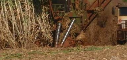 Área total do plantio de cana-de-açúcar é menor em 2022 no Brasil