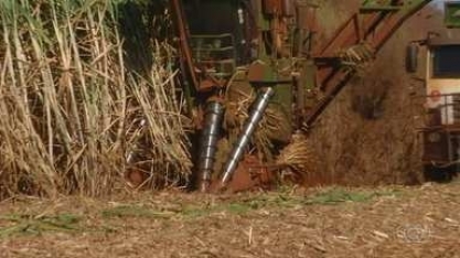 Área total do plantio de cana-de-açúcar é menor em 2022 no Brasil