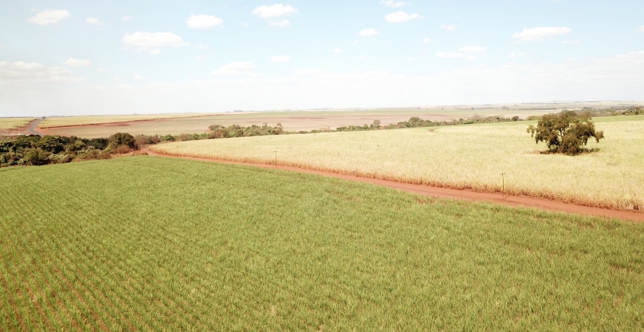 Foto área irrigada x sequeiro – Usinas e produtores do Centro-Sul já viram na irrigação por gotejamento uma solução para a neutralização dos efeitos adversos das estiagens, além de uma excelente alternativa para ganhos agronômicos. Foto: Divulgação Netafi