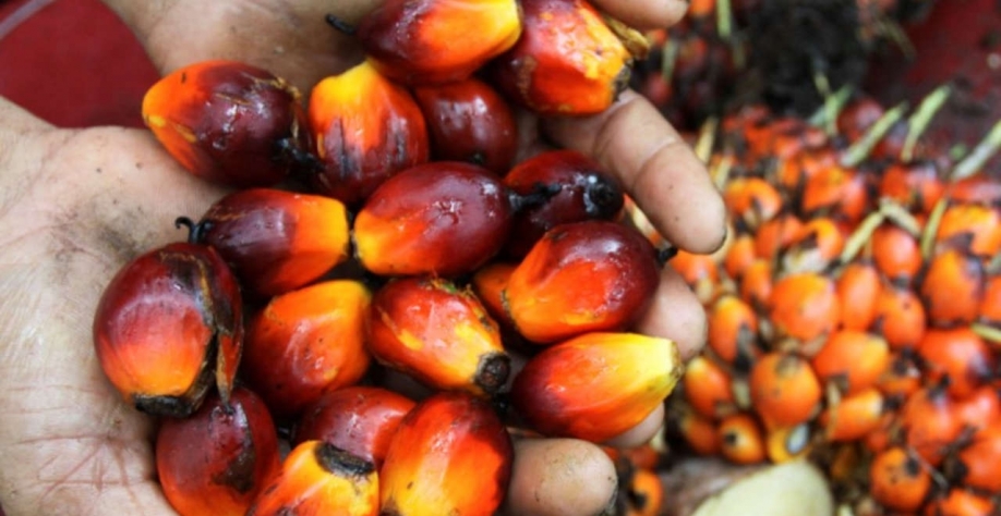 Para reduzir os altos estoques de óleo de palma, o governo permitirá a partir de segunda-feira que os exportadores enviem nove vezes a quantidade vendida localmente sob o DMO (Imagem: REUTERS/Roni Bintang)