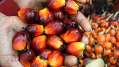 Indonésia manterá regras de vendas domésticas de óleo de palma, diz vice-ministro