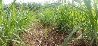 Cana: Agricef e Raízen desenvolvem implemento que reduz custo com trato cultural em até 40%