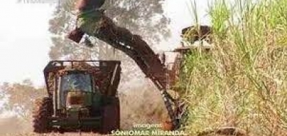Investimentos em máquinas e tecnologias aumentam cultivo da cana-de-açúcar