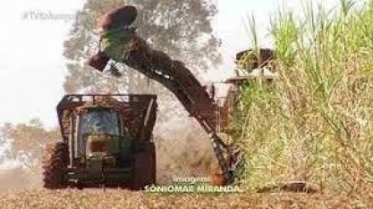 Investimentos em máquinas e tecnologias aumentam cultivo da cana-de-açúcar