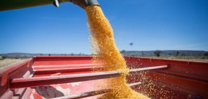 Milho: com 2ª safra e produção de etanol, Brasil dá exemplo de sustentabilidade