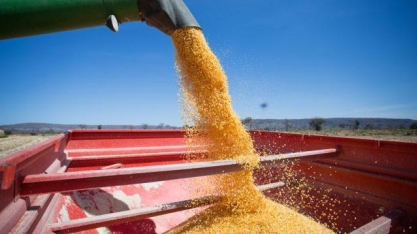 Milho: com 2ª safra e produção de etanol, Brasil dá exemplo de sustentabilidade