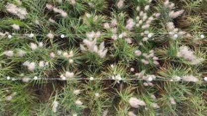 Plantio de cana-de-açúcar deve crescer em 2022