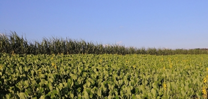 Rotação com adubos verdes pode entregar até 12 toneladas a mais em cana-planta em comparação com soja ou amendoim