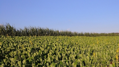 Rotação com adubos verdes pode entregar até 12 toneladas a mais em cana-planta em comparação com soja ou amendoim