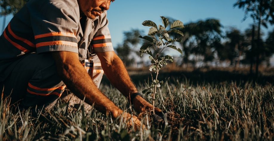  O viveiro, mantido pela Uisa, tem capacidade para produzir 200 mil mudas por ano