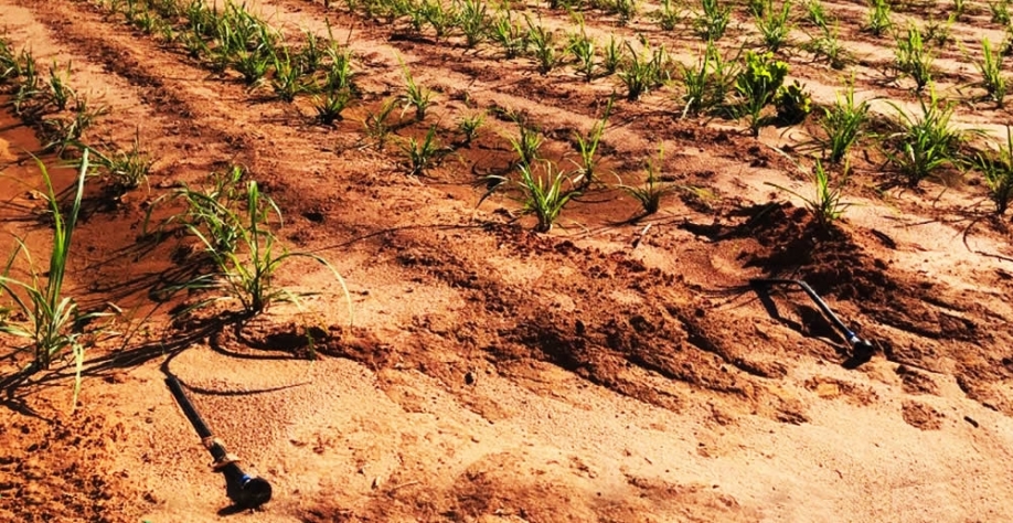 Em São Paulo, algumas áreas irrigadas por gotejo passaram quase “ilesas” pela estiagem de 2021 e caminham atualmente para o oitavo corte com uma produtividade média de 130 TCH. Foto: Divulgação Netafim