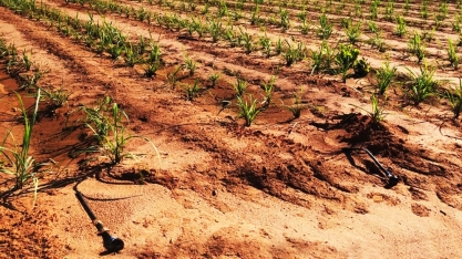 Irrigação por gotejamento é a principal aliada na mitigação do estresse hídrico