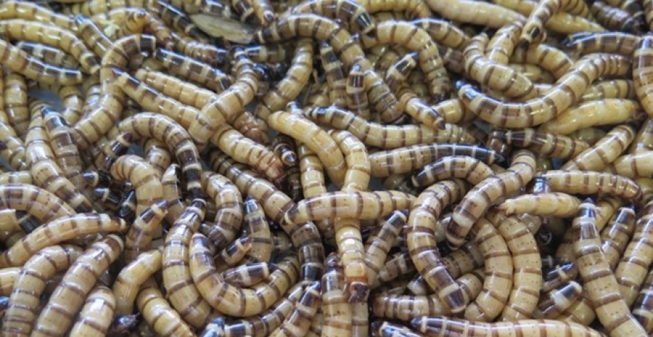 Larvas de tenébrio-gigante (Zophobas morio) Crédito: https://entomologytoday.org/2021/05/20/superworms-zophobas-morio-bigger-brawnier-hungrier-cousins-yellow-mealworms/