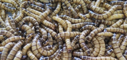 Insetos auxiliam na biodegradação de plásticos