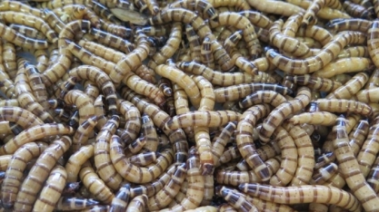 Insetos auxiliam na biodegradação de plásticos