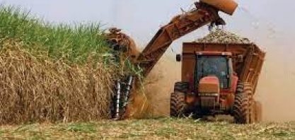 Cana: Safras reduz estimativa de moagem da safra 2022/23 do Centro-Sul para 545 mi t