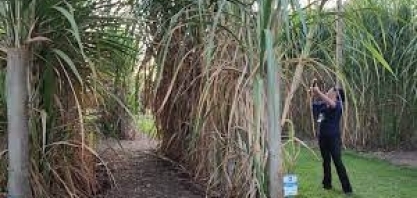 Cana com 6 metros de altura, com 85 mil colmos por hectare e cana-planta acima de 300 toneladas/ha