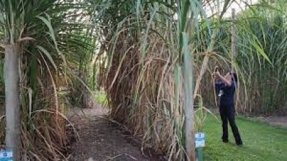 Cana com 6 metros de altura, com 85 mil colmos por hectare e cana-planta acima de 300 toneladas/ha