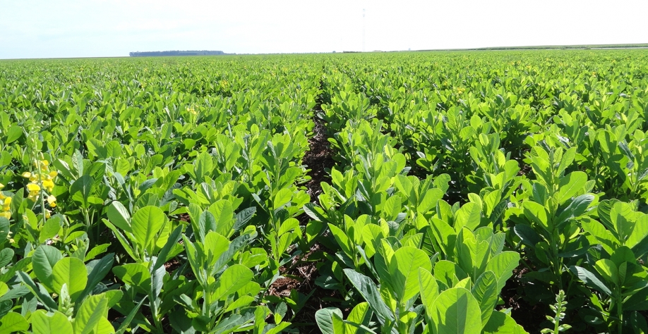 Plantio em linha da Crotalaria spectabilis