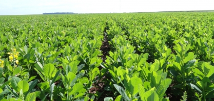 Já está na hora de planejar o plantio de crotalária nas áreas de renovação de canaviais