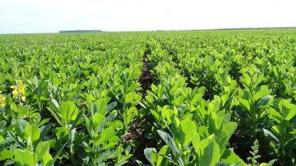 Já está na hora de planejar o plantio de crotalária nas áreas de renovação de canaviais