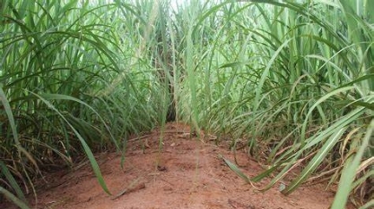 22ª Liberação de Variedades IAC