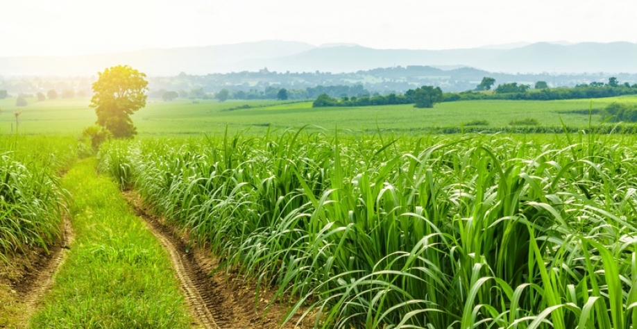 Crédito: Divulgação/IHARA