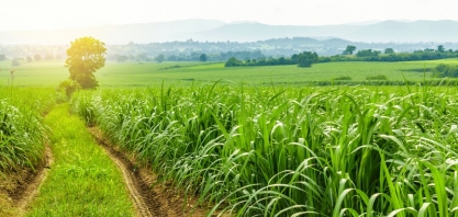 O uso dos pré-emergentes garante a máxima produtividade dos canaviais
