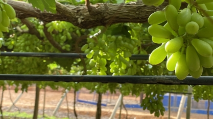Manejo da irrigação localizada permite controle vegetativo de videiras