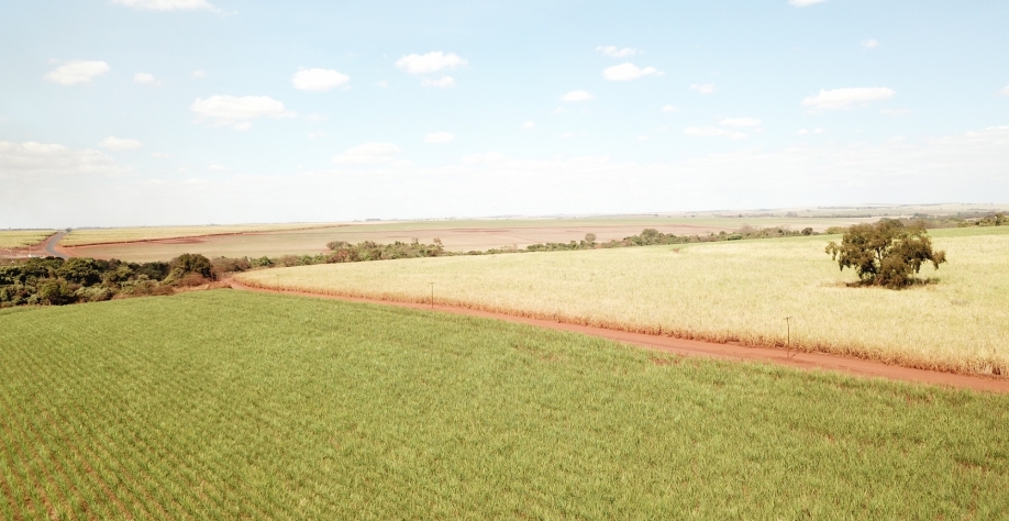 Canaviais comerciais irrigados por gotejamento chegam a atingir produtividades acima das 200 TCH. Foto: Divulgação Bevap Bioenergia