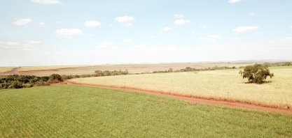 Sob manejo de sequeiro, canavial dificilmente alcançará os três dígitos de produtividade