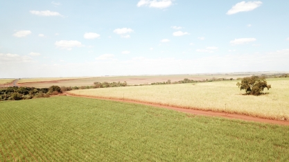 Sob manejo de sequeiro, canavial dificilmente alcançará os três dígitos de produtividade