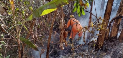 Safra de cana do Centro-Sul pode cair a 530 milhões de toneladas por causa de incêndios e geadas, diz Unica