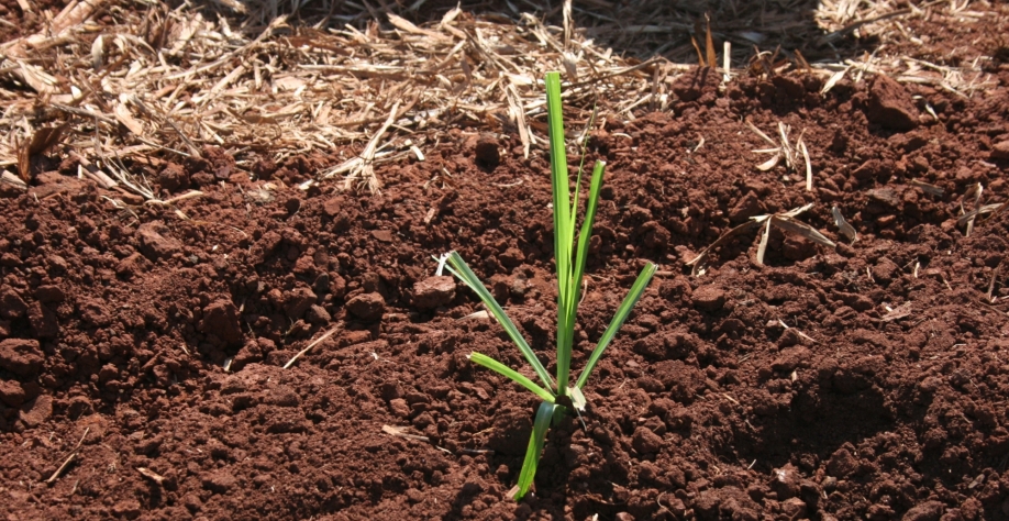 Plantio de MPB para cobrir falhas, para formação de viveiros ou de canaviais, é fundamental a irrigação