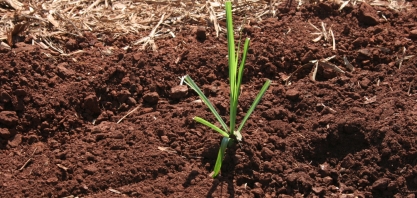 Não adianta cobrir falha na soqueira com muda pré-brotada se não irrigar a muda