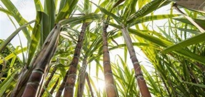 Grupo estuda estratégia para capturar CO2 gerado pela combustão de biomassa da cana