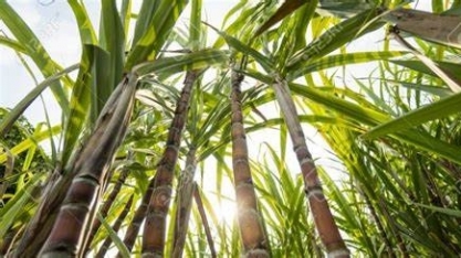 Grupo estuda estratégia para capturar CO2 gerado pela combustão de biomassa da cana