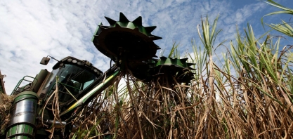 IAC lança cinco variedades de cana com alta produtividade nesta terça-feira
