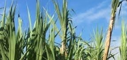 Seguro rural: não há mais recursos para subvenção