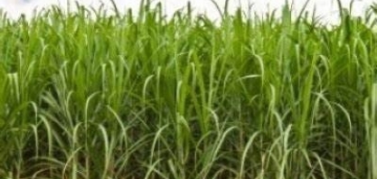 Produtores de cana aguardam chuvas para recuperar as lavouras