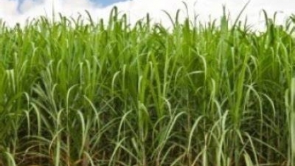 Produtores de cana aguardam chuvas para recuperar as lavouras