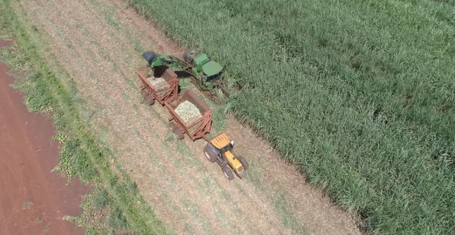 Colheita da cana-de-açúcar na região de Ribeirão Preto — Foto: Reprodução/EPTV
