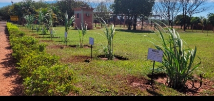 Alcoolvale: técnicos agrícolas inovam a paisagem com mudas de cana-de-açúcar
