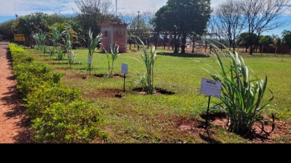 Alcoolvale: técnicos agrícolas inovam a paisagem com mudas de cana-de-açúcar